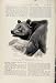 BROWN SCANDINAVIAN BEAR THE ENCYCLOPEDIA OF SPORT