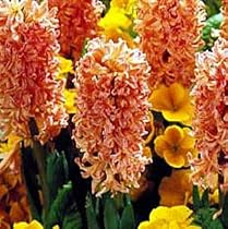 Gypsy Queen Hyacinth 10 Bulbs - FRAGRANT