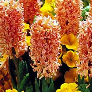 Gypsy Queen Hyacinth 10 Bulbs - FRAGRANT