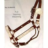 ROYAL KING DARK OIL INCA Silver Bar Show Halter