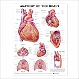 Anatomy of the Heart Anatomical Chart