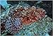 Egypt-Dahab: Bearded scorpionfish art print 30x43.5cm by Heinz Krimmer