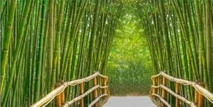 Bamboo Alley Canvas Wall Art, 5 Stars Gift Startonight Bridge 23.62 X 47.2 In