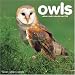 Owls 2008 Wall Calendar