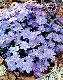 Blue Jewel Hepatica - NEW - Shade or Sun - Moist