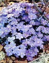 Blue Jewel Hepatica