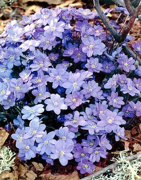 Blue Jewel Hepatica