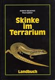 Skinke im Terrarium