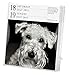 Dog Gallery 2015 Calendar