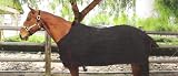 Kensington 18oz Canvas Turnout Blanket