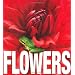 Flowers (MiniCube) (CubeBook)