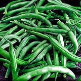Tendergreen Bush Bean - 400+ Seeds - VALUE PACK ! - B001156R32