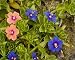 Photographic Prints of Scarlet Pimpernel both blue form (Anagallis arvensis ssp. caerulea) and scarlet from Ardea Wildlife Pets