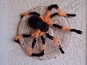 LARGE HALLOWEEN FURRY BLACK & ORANGE SPIDER - 10 " (SPIDER ONLY - WEBBING SOLD SEPARATELY)