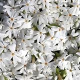 Snowflake Creeping Phlox Perennial Potted 51O15R7G2UL. SL160 Snowflake Creeping Phlox Perennial Potted