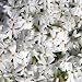 Snowflake Creeping Phlox Perennial - Potted - 4 Plants