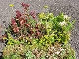 Eigenschaften Dachstauden  / Dachbegrünungspaket Sedumteppich für 4 m²