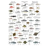 Colour Wall Chart: Mediterranean Fish (Multilingual Wallcharts)