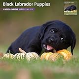 Black Labrador Puppies 2015 Wall Calendar