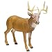 Hunter Dan 10 Point Whitetail Deer