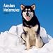 Alaskan Malamutes 2009 Wall Calendar