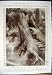 1912 ETIENNE WOMAN VELVET DRESS ART DODONA GREECE TREE