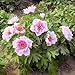 Paeonia suffruticosa: Moutan Tree Peony Seeds