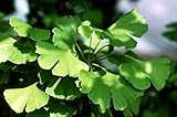 Ginkgo Maidenhair Tree - Quart Pot - Bonsai or Outdoors