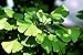 Ginkgo Maidenhair Tree - Quart Pot - Bonsai or Outdoors