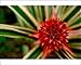Photographic Prints of Central America, from Danita Delimont