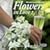 Flowers in Love 2