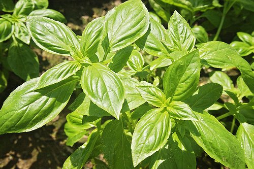 Sweet Basil 100 Seeds - Herb - GARDEN FRESH PACK!