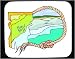 Decorated Mouse Pad with map, 