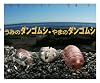 うみのダンゴムシ・やまのダンゴムシ (ちしきのぽけっと)