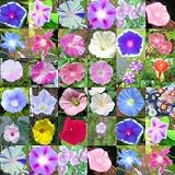 Amazon / Tropical Oasis: MORNING GLORY mix, over 20 different varieties 100 seeds