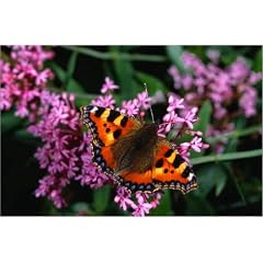 Leinwandbild 30 x 20 cm - "Tortoiseshell butterfly." von Richard Mills / Lonely Planet Images - auch in anderen Gr��en und als Poster erh�ltlich