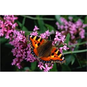 photographie Tortoiseshell butterfly. est disperible en (L x H): 30 x 20 cm de R. Mills