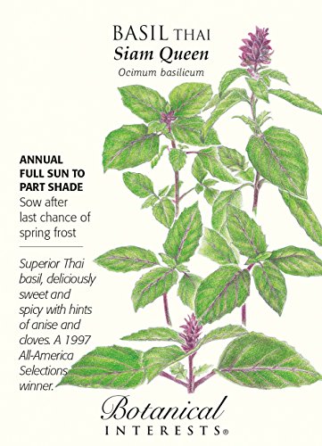 Thai Siam Queen Basil Seeds - 200 mg - Heirloom Thai Siam Queen Basil Seeds - 200 mg - Heirloom