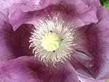 51O4j1K7g6L. SL160  1000 LAVENDER POPPY Purple Papaver Somniferum Flower Seeds Reviews