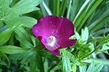 Purple Poppy Mallow 51O4yyxv6EL. SL160 Purple Poppy Mallow
