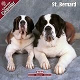 Eigenschaften Avonside Publishing Ltd.  / Kalender 2009 St. Bernhardshund - St. Bernard - Bernhardiner