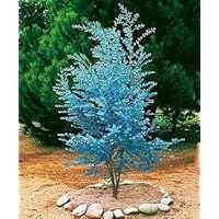 Cider Gum Eucalyptus Herb 20 Seeds - Eucalyptus gunnii