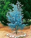 Cider Gum Eucalyptus Tree Herb 20 Seeds - Eucalyptus gunnii