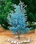 Cider Gum Eucalyptus Herb 20 Seeds - Eucalyptus gunnii
