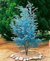 Cider Gum Eucalyptus Tree Herb 20 Seeds - Eucalyptus gunnii