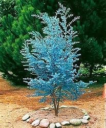 Cider Gum Eucalyptus Herb 20 Seeds - Eucalyptus gunnii