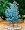 Cider Gum Eucalyptus Tree Herb 20 Seeds - Eucalyptus gunnii