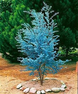 Cider Gum Eucalyptus Tree Herb 20 Seeds - Eucalyptus gunnii