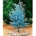 Cider Gum Eucalyptus Herb 20 Seeds - Eucalyptus gunnii