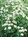 Camphor Plant (Tanacetum Balsamita Var. Camphoratum) Photographic Poster Print by Sun...